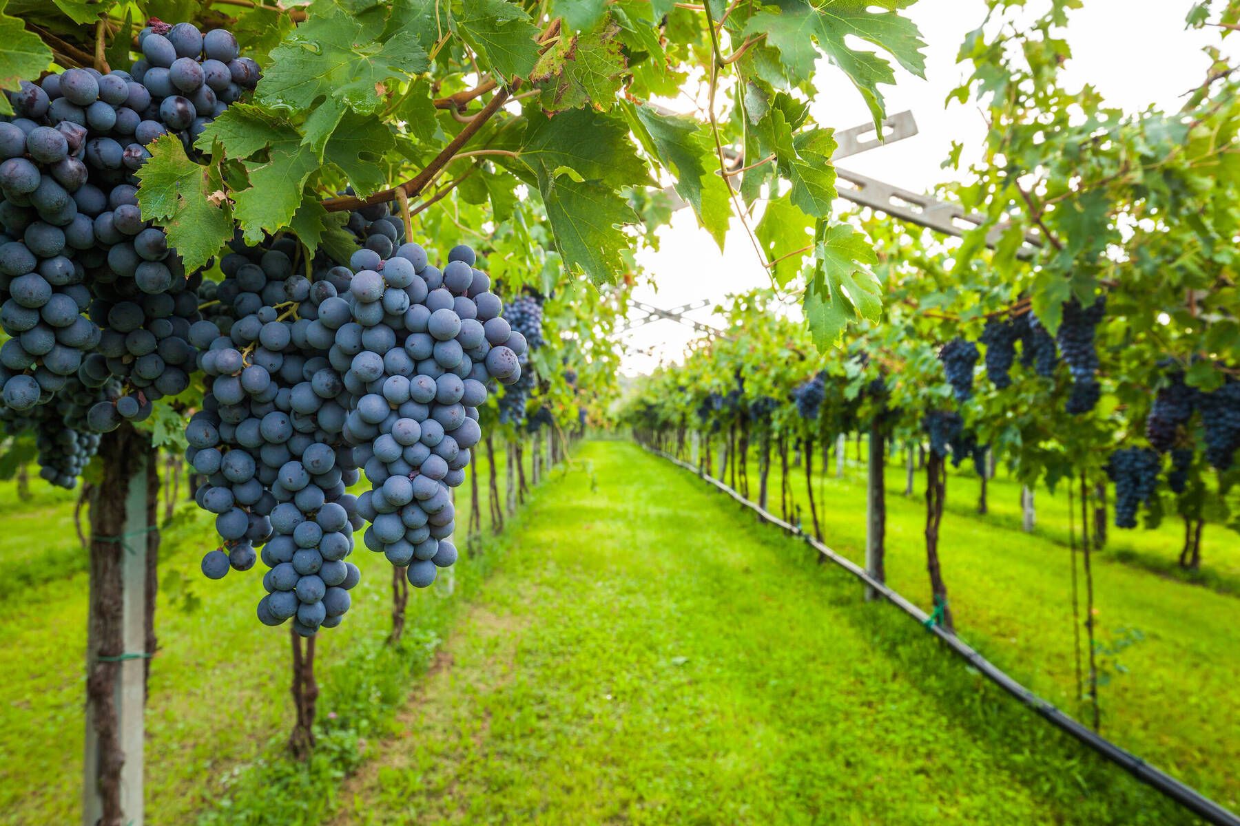 Exploring Italy’s Most Beautiful Vineyards | Asmallworld with Vineyard Narrow Nesting Cork Display Tables, Set Of 3