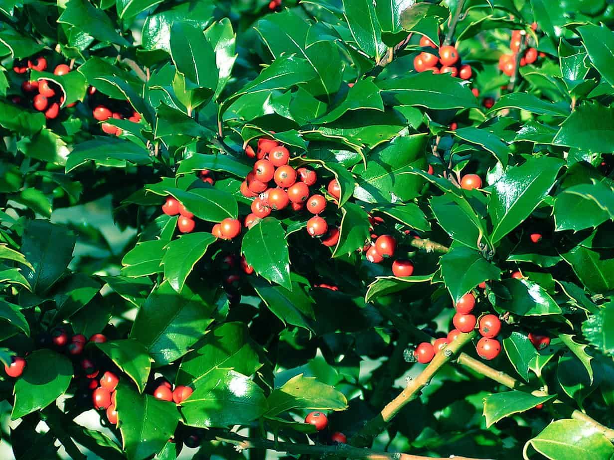 How To Grow An American Holly Tree - Gardening Channel with regard to How to Choose the Perfect 2 Drawer Console Table for Your Living Space