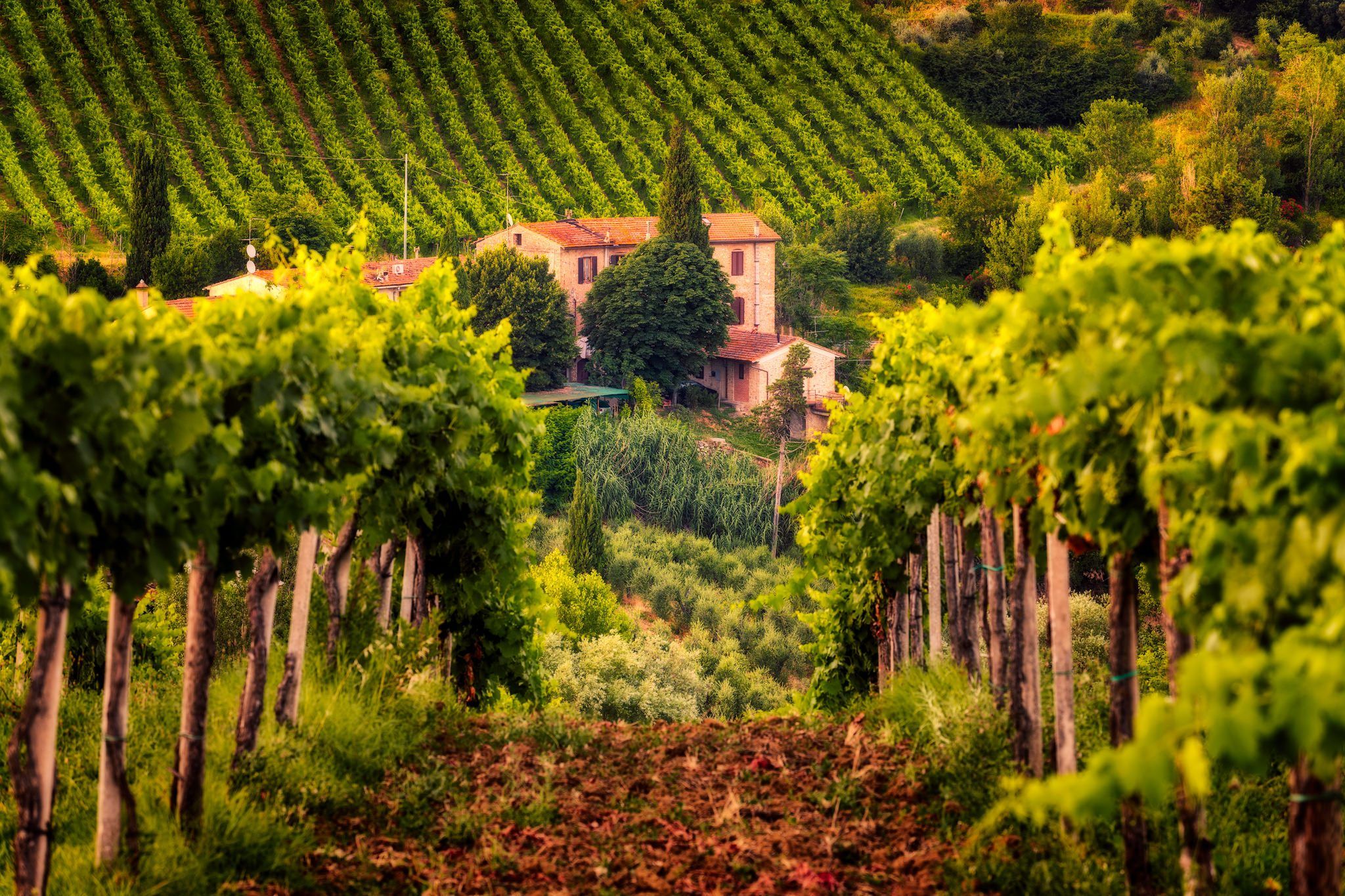 Vineyard | Tuscany, Italy - Fine Art Photography By Nico Trinkhaus within The Versatile Style of Vineyard Narrow Nesting Cork Display Tables Set of 3