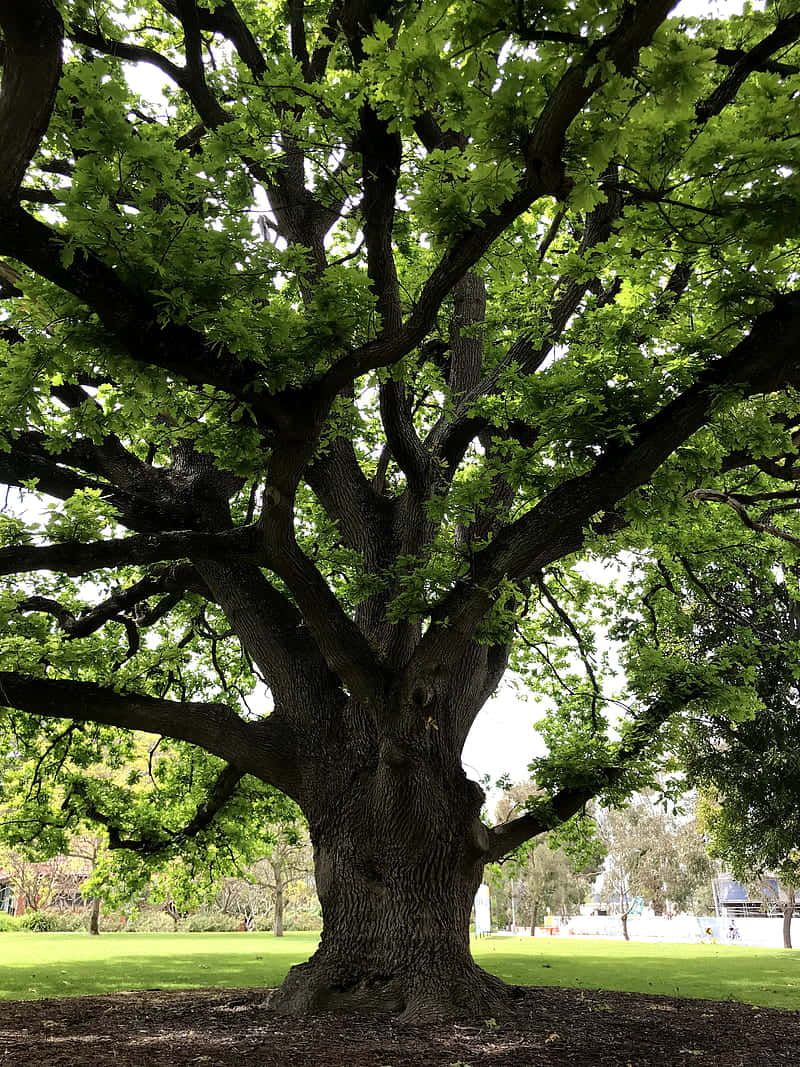 Download Golden Oak Tree Hd Wallpaper | Wallpapers.com for Oak Ridge, Tall, Raised Panel Door 45&amp;quot; Wide Tv Console, Aqua Oak